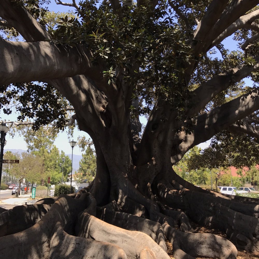 Moreton Bay Fig Tree Park - Different angles. - Parks Near Me - Santa Barbara, California Moreton Bay Fig Tree Park - Different angles. - Parks Near Me - Santa Barbara, California