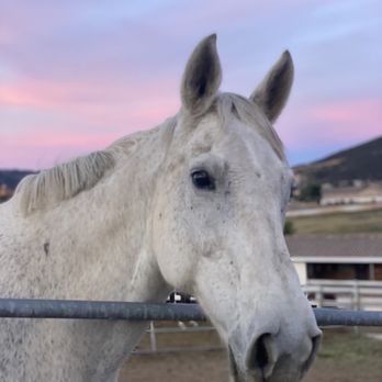Dream Hill Farms - One of our broodmares - Horseback Riding Near Me - Murrieta, California Dream Hill Farms - One of our broodmares - Horseback Riding Near Me - Murrieta, California