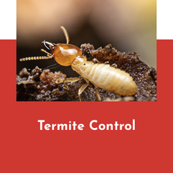 Beacon Pest Services - Best pest control services near me