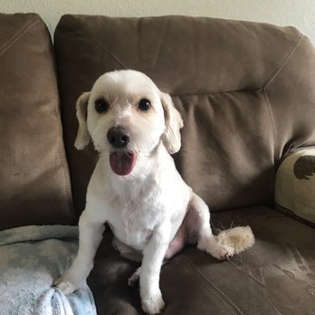 The Painted Pooch - After - Pet Groomers Near Me - Burien, Washington