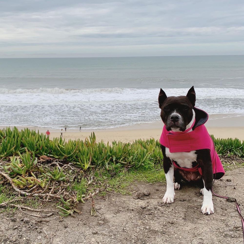 KIMBERLY CREST VETERINARY HOSPITAL Updated October 2024 23 Reviews 1423 E Kimberly Rd