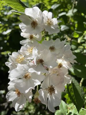 Enchantment Park by null