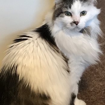 Heaven From Home - Veterinarians Near Me