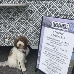taps & tacos - My dog Honey waiting at the truck!