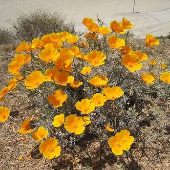 Bluff Park - California poppies on the bluffs - Parks Near Me - Long Beach, California