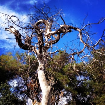 Whitney Canyon Park - One of the Tim Burton trees. Really beautiful. - Parks Near Me - Newhall, California Whitney Canyon Park - One of the Tim Burton trees. Really beautiful. - Parks Near Me - Newhall, California