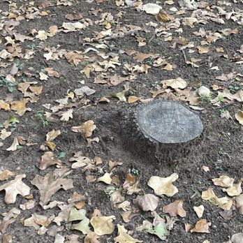 Porter Stump Grinding - Before - Tree Services Near Me Porter Stump Grinding - Before - Tree Services Near Me