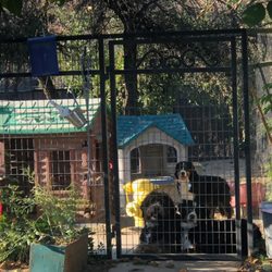 Aguanga Dog Boarding - Dog Boarding - Regular & Indoor Available. FB "Aguanga Dog Boarding"