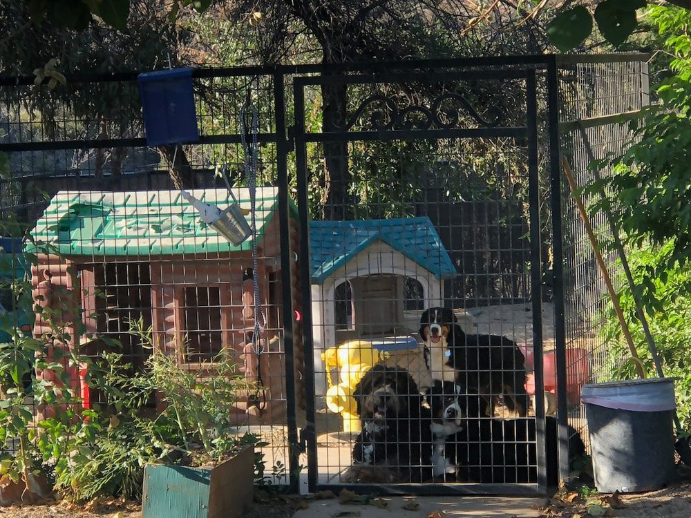 Aguanga Dog Boarding - pet boarding facility in Aguanga, CA