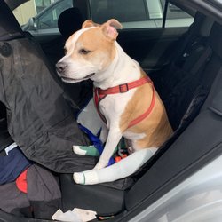 Hip Dog Canine Hydrotherapy & Fitness - After surgery