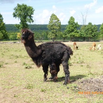 Lobo Loco Alpaca Farm - Farms Near Me - Sheguiandah, Ontario Lobo Loco Alpaca Farm - Farms Near Me - Sheguiandah, Ontario