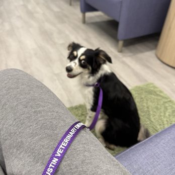 Austin Veterinary Emergency and Specialty - When we first checked in to the hospital - Emergency Pet Hospital Near Me - Austin, Texas Austin Veterinary Emergency and Specialty - When we first checked in to the hospital - Emergency Pet Hospital Near Me - Austin, Texas