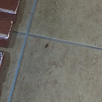 Wienerschnitzel - After finishing eating lunch roach walks across the dinning area - Fast Food Near Me - Cathedral City, California