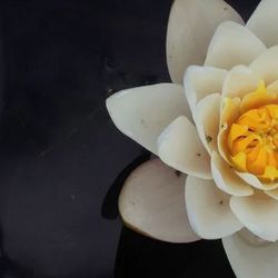 The Lotus Connection
