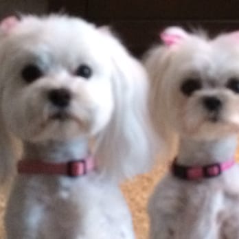 Scissors and Suds - Pet Groomers Near Me - San Antonio, Texas
