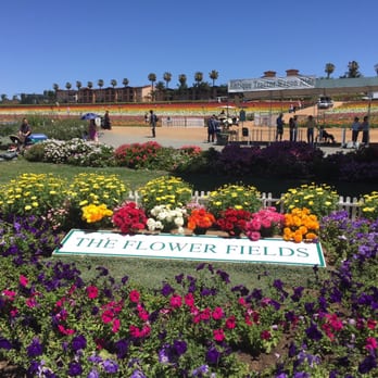 The Flower Fields - Venues & Event Spaces Near Me - Carlsbad, California The Flower Fields - Venues & Event Spaces Near Me - Carlsbad, California