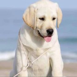 Straight Shot Labradors