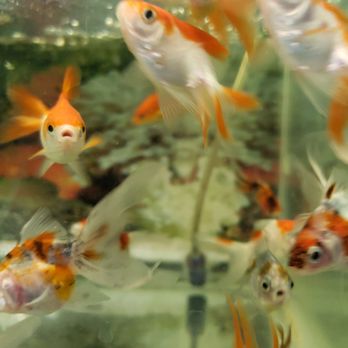 Noah's Ark - Pet Stores Near Me - El Monte, California