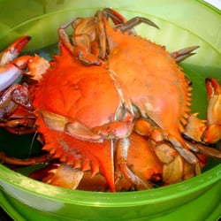 Crabs!