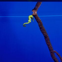 Acuario Michin