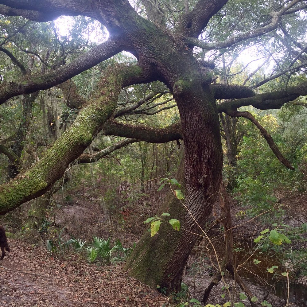 Pear Park - River Trail - Hiking Near Me - Leesburg, Florida Pear Park - River Trail - Hiking Near Me - Leesburg, Florida