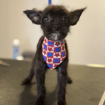 Malinois & More Pet Grooming - 2lbs of cuteness! - Pet Groomers Near Me - Stafford, Texas Malinois & More Pet Grooming - 2lbs of cuteness! - Pet Groomers Near Me - Stafford, Texas