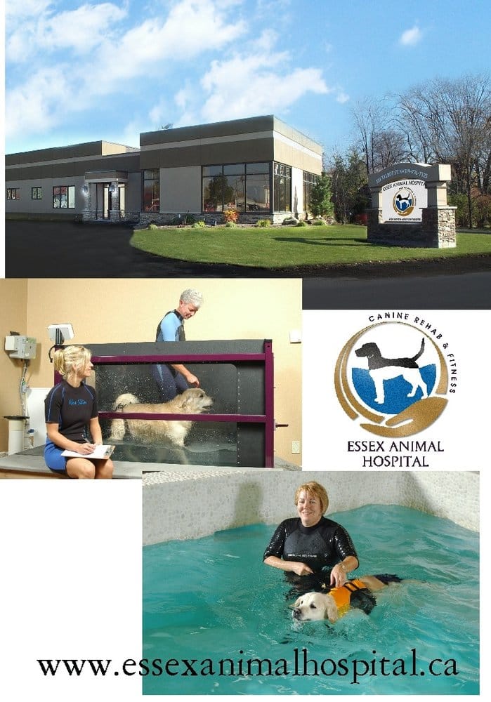 Essex Animal Hospital Veterinaires 355 Talbot Street N Essex On Numero De Telephone Yelp