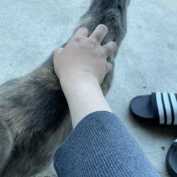 Americas Best Value Inn The Legends Inn - Kitty being pet by me :3