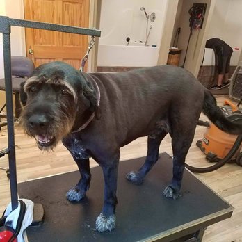 Damascus Dog Grooming - Pet Services Near Me - Boring, Oregon Damascus Dog Grooming - Pet Services Near Me - Boring, Oregon
