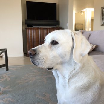 Stofer's Labs - Jude - Pet Training Near Me - Prunedale, California Stofer's Labs - Jude - Pet Training Near Me - Prunedale, California