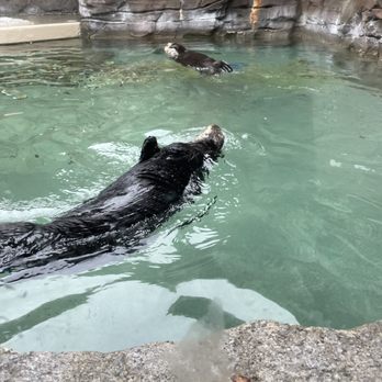 Seattle Aquarium - Sea Otter - Aquariums Near Me - Seattle, Washington