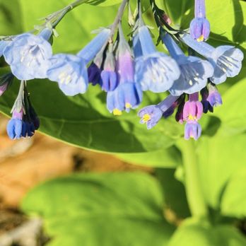 Mertensia Park - Bluebells - Parks Near Me - Farmington, New York Mertensia Park - Bluebells - Parks Near Me - Farmington, New York