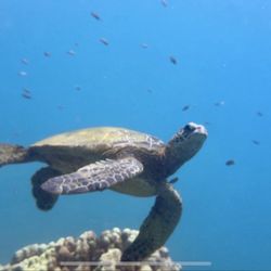 Makana O Kauai Scuba Adventures - Green sea turtle