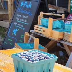 Orchard Ridge Farm and Specialty Food Market - Blueberry Festival today!