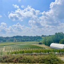 Grandview Vineyard