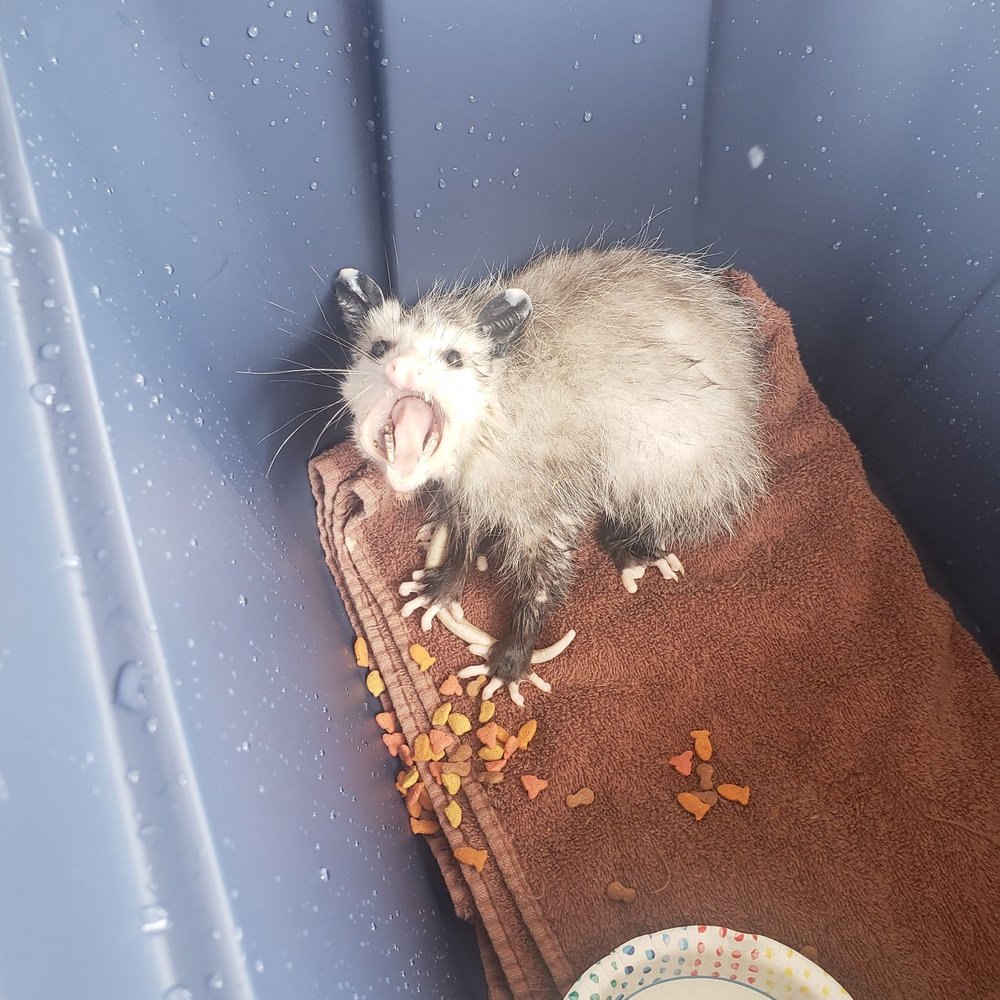 Sweetbriar Nature Center - Brought this little fella here after finding it during the day on a lawn being attacked by crows and not moving. - Botanical Gardens Near Me - Smithtown, New York