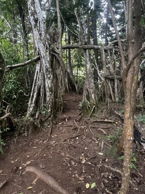 Kuli'ou'ou Valley Trail by null