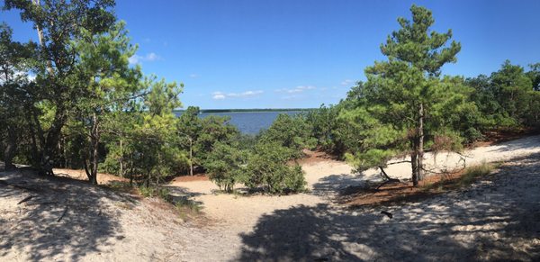 Carolina Beach State Park by null