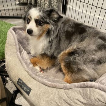 Sarah Pet grooming - Pet Groomers Near Me - El monte, California Sarah Pet grooming - Pet Groomers Near Me - El monte, California