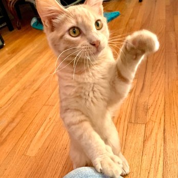 Harbor Animal Services Center - Baby June. Our Harbor shelter rescue! - Animal Shelters Near Me - San Pedro, California
