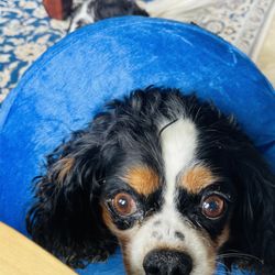 Dewinton Pet Hospital