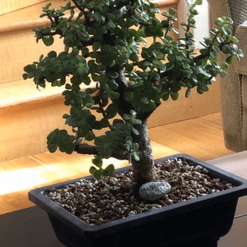 The Hidden Gardens - Dwarf Jade Bonsai - Nurseries & Gardening Near Me - Willowbrook, Illinois