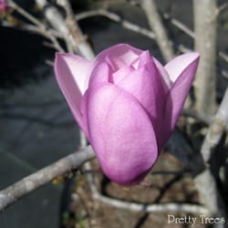 Pretty Trees Nursery - Japanese Magnolia Bloom