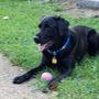Steven G Prier, VMD - Sugartown Veterinary Hospital