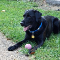 Steven G Prier, VMD - Sugartown Veterinary Hospital - My Lab Nikko