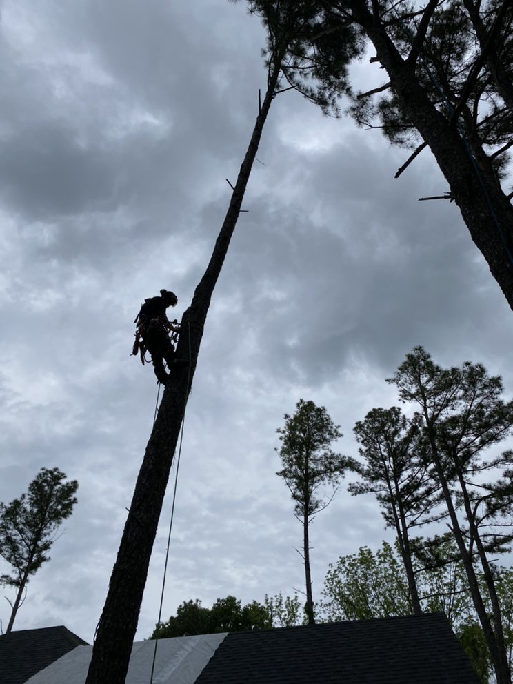 United Tree Service - tree service in Long Beach, MS