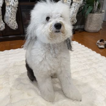 Poodles To Hounds - Mini sheepadoodle freshly groomed - Pet Training Near Me - Mount Vernon, Illinois