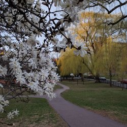 Griggs Park - Spring time