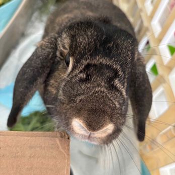 Boston Bunny Boarding - Pet Boarding Near Me Boston Bunny Boarding - Pet Boarding Near Me