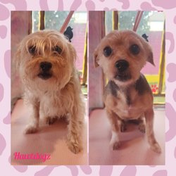 Hawt Dogz - Lola before & after